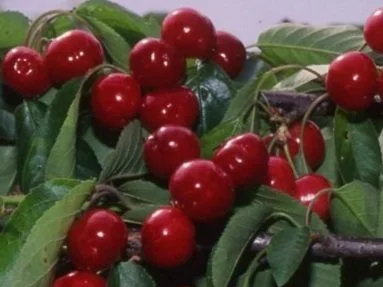 Cherry Tree, Cherry Varieties, Cherry Tree Rootstock — Burchell